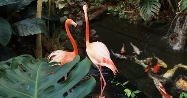 Ein Paar Rosafarbener Flamingos Die Wasserstrom Inmitten Üppigen Grüns Spazieren — Stockvideo