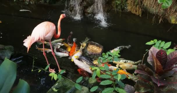 Pair Pink Flamingos Walking Water Stream Amidst Lush Greenery Preening — Stock Video