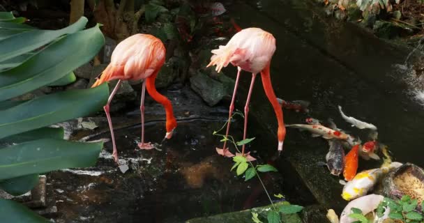 Paar Roze Flamingo Wandelen Waterstroom Midden Van Weelderig Groen Preening — Stockvideo