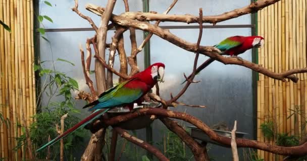 Para Zielonych Skrzydlatych Macaw Wspiąć Się Gałęzie Grać Wziąć Kąpiel — Wideo stockowe