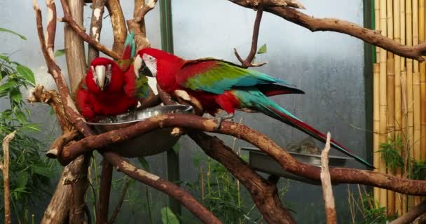 Para Zielonych Skrzydlatych Macaw Wspiąć Się Gałęzie Grać Wziąć Kąpiel — Wideo stockowe