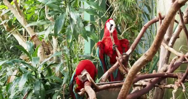 Pair Green Winged Macaw Climb Branches Play Take Bath — Stock Video