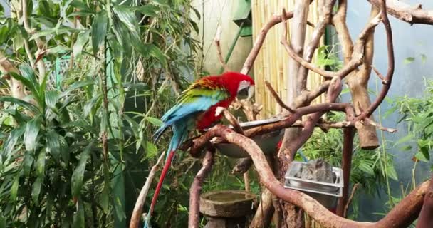 Para Zielonych Skrzydlatych Macaw Wspiąć Się Gałęzie Grać Wziąć Kąpiel — Wideo stockowe