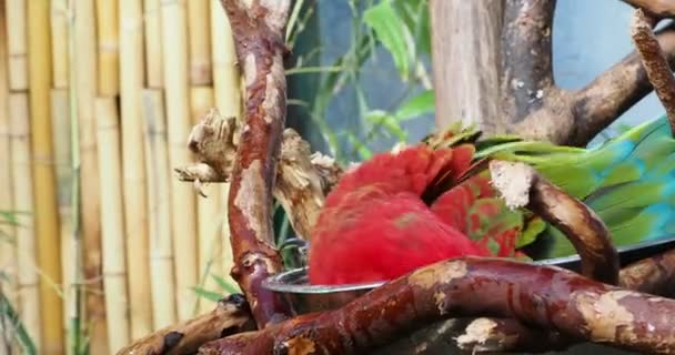 Ζεύγος Πράσινων Φτερωτών Μακάο Σκαρφαλώνουν Στα Κλαδιά Παίζουν Και Κάνουν — Αρχείο Βίντεο