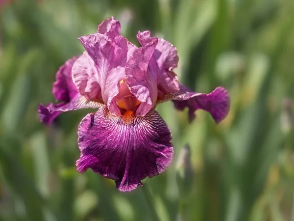 Íris Multi Coloridas Canteiro Flores Entre Vegetação Exuberante — Fotografia de Stock