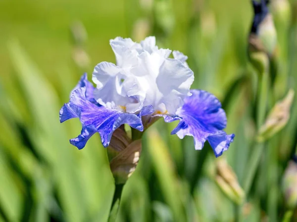Iris Berwarna Warni Pada Bunga Bunga Antara Tanaman Hijau Yang — Stok Foto