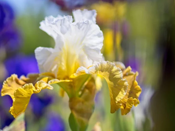 Íris Multi Coloridas Canteiro Flores Entre Vegetação Exuberante — Fotografia de Stock