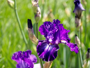 Çiçek tarlasında yemyeşil süsen çiçekleri