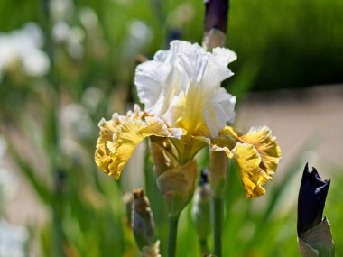 Çiçek tarlasında yemyeşil süsen çiçekleri