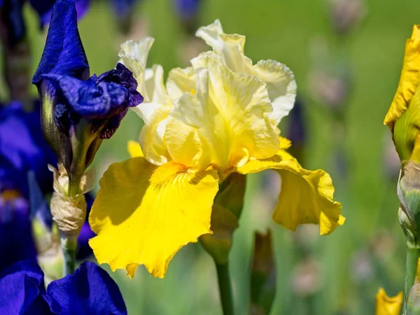 Iris Multicolori Sulla Aiuola Tra Verde Lussureggiante — Foto Stock