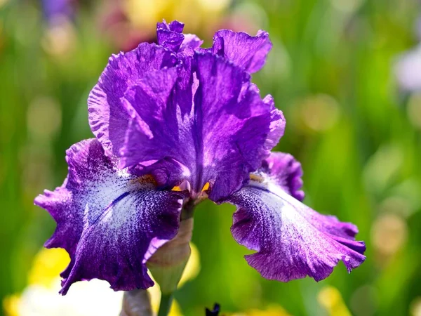 Íris Multi Coloridas Canteiro Flores Entre Vegetação Exuberante — Fotografia de Stock