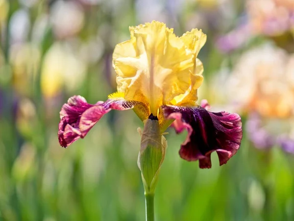 Multi-colored irises on the flowerbed among lush greenery