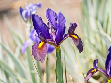 Çiçek tarlasında yemyeşil süsen çiçekleri