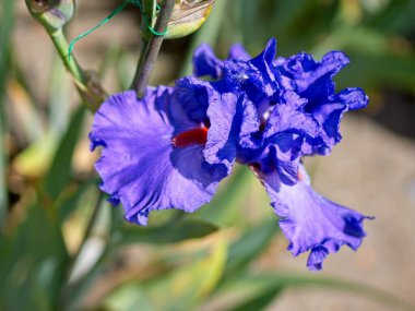 Çiçek tarlasında yemyeşil süsen çiçekleri