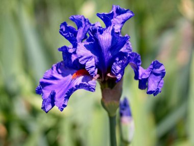 Çiçek tarlasında yemyeşil süsen çiçekleri