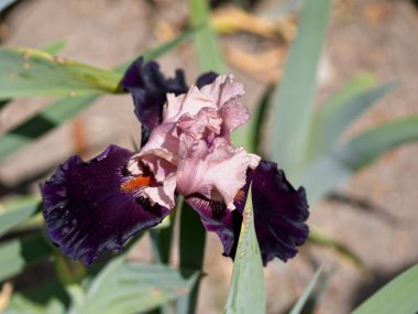 Çiçek tarlasında yemyeşil süsen çiçekleri