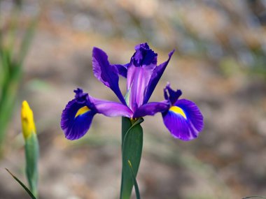 Baharın sonlarında çiçek tarhında çok renkli süsen çiçekleri