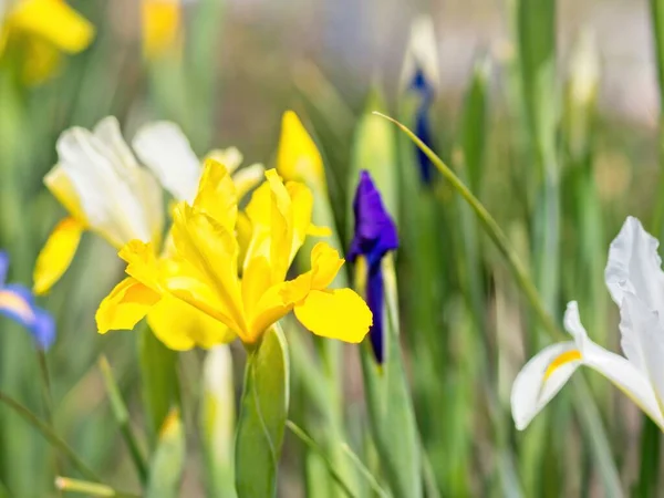 Iris Multicolore Sulla Aiuola Nella Tarda Primavera — Foto Stock