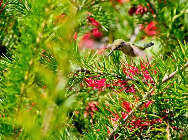 Colibri Anna Nourrit Fleurs Rouges Planant Entre Les Branches — Photo