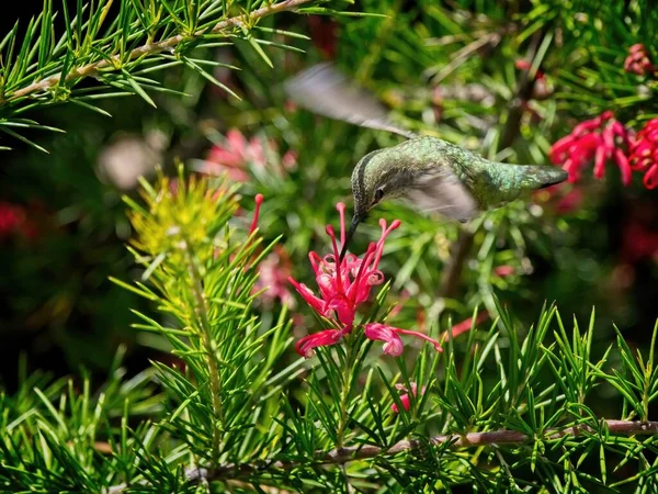 Annas Kolibri Ernährt Sich Von Roten Blumen Die Zwischen Ästen — Stockfoto