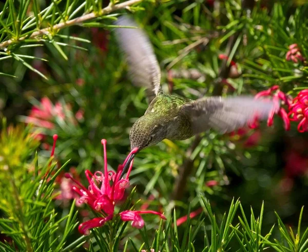 Anna Hummingbird Feedind Red Flowers Hovering Branches — Stock Photo, Image