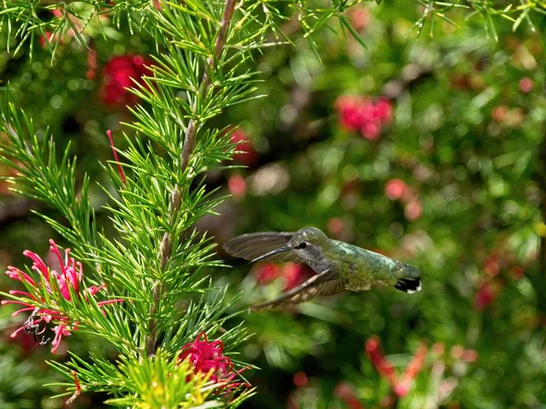 Annas Kolibri Ernährt Sich Von Roten Blumen Die Zwischen Ästen — Stockfoto