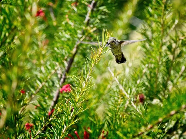 Annas Kolibri Ernährt Sich Von Roten Blumen Die Zwischen Ästen — Stockfoto