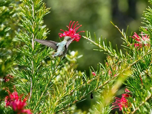 Annas Kolibri Ernährt Sich Von Roten Blumen Die Zwischen Ästen — Stockfoto