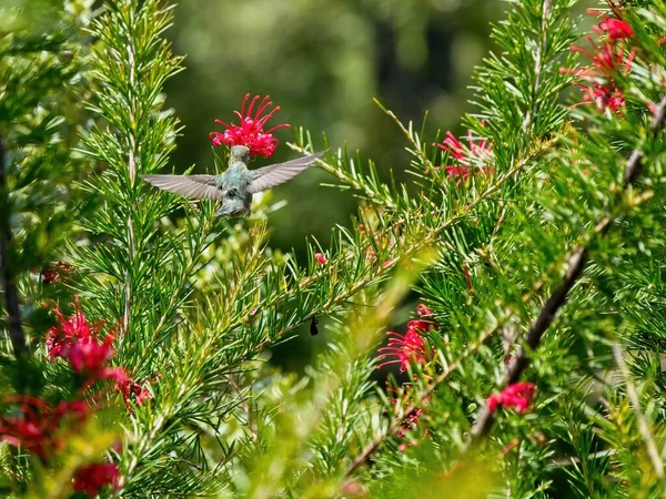 Annas Kolibri Ernährt Sich Von Roten Blumen Die Zwischen Ästen — Stockfoto