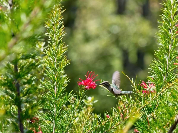 Annas Kolibri Ernährt Sich Von Roten Blumen Die Zwischen Ästen — Stockfoto