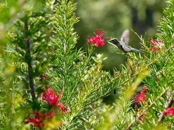 Annas Kolibri Ernährt Sich Von Roten Blumen Die Zwischen Ästen — Stockfoto