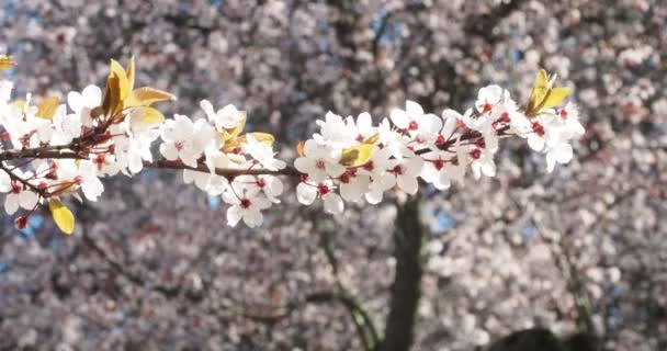 Fiore Ciliegio Sakura Flower Albero Ciliegio Piena Fioritura Con Leggera — Video Stock