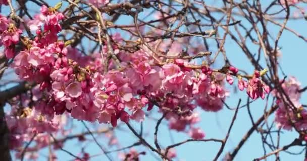 Flor Cerezo Flor Sakura Flor Cerezo Plena Floración Con Ligera — Vídeos de Stock