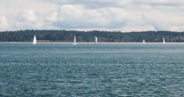 Barcos Vela Navegando Longo Costa Sidney Grande Victoria Ilha Vancouver — Vídeo de Stock