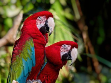 Birkaç yeşil kanatlı papağan yemyeşil çimlerin arasına tünemiş.