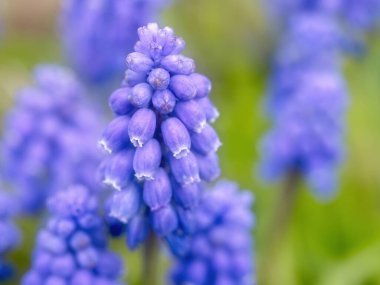 Mavi üzüm sümbülü baharın başlarında çiçek açar. Yüksek tuşla ışıldayan yumuşak soyut