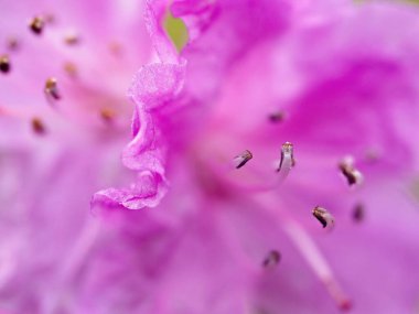 Pembe rhododendron ilkbaharın başlarında çiçek açıyor. Aşırı yakın çekim, soyut