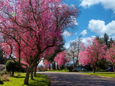 Çiçek açan kiraz ağaçları MÖ Victoria 'nın banliyö sokağında sıraya dizildi.