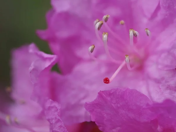 Roze Rododendron Bloeit Het Vroege Voorjaar Extreme Close Abstract — Stockfoto