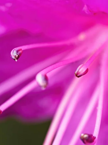 Pink Rhododendron Blooming Early Spring Extreme Close Abstract — Stock Photo, Image