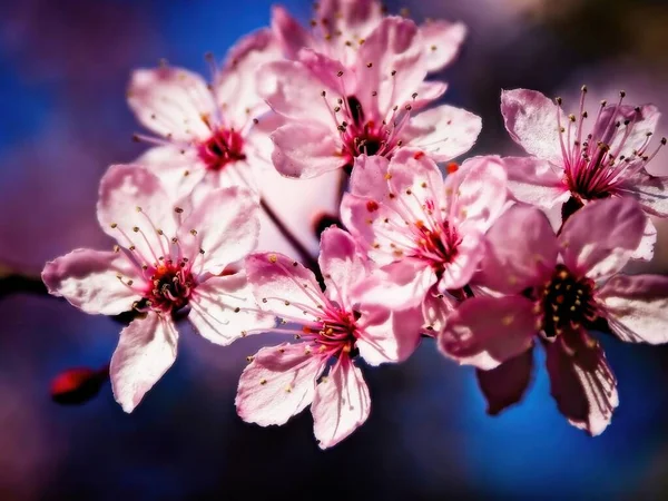 Cherry bloom close-up, soft glow