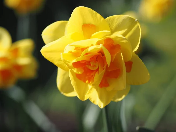 Två Tonad Gul Påsklilja Med Mörkare Mitt Blommar Tidigt Våren — Stockfoto