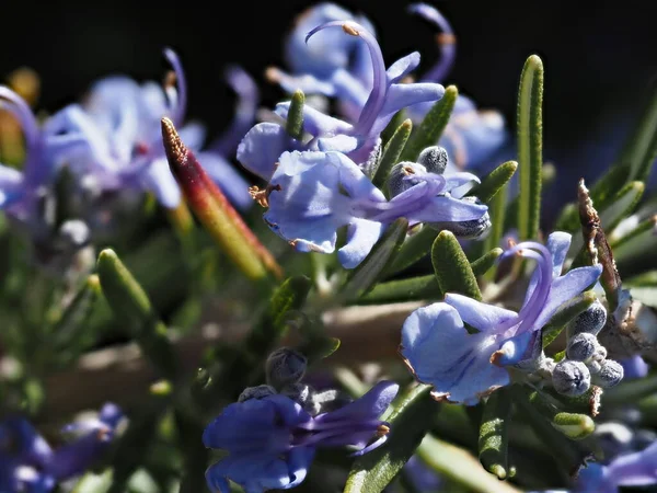 Rosemary Flowers Bloom Springtime Close — Stock Photo, Image