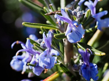 Biberiye çiçekleri baharda açar, yakın planda.
