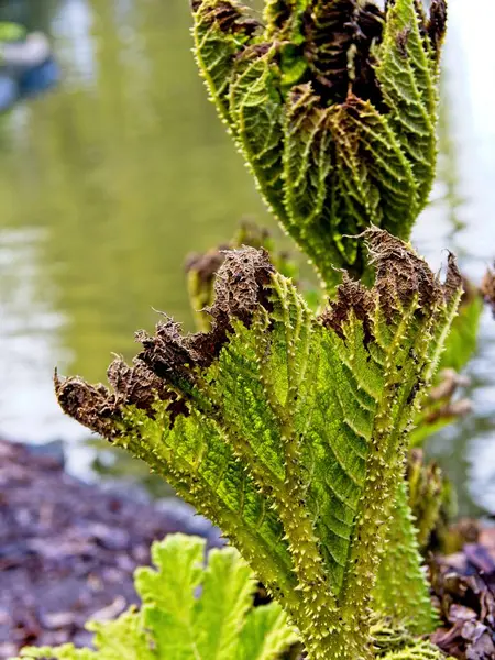 불그스레 식물은 시킨다 — 스톡 사진