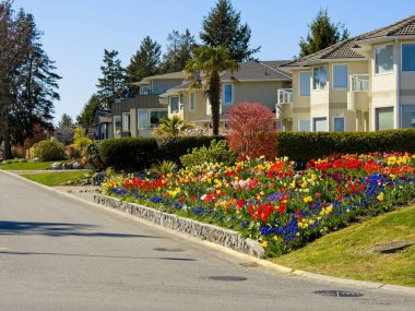 Canadian quiet suburban street with townhouses and flowerbeds filled with tulips clipart