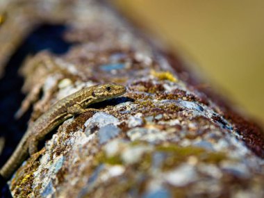 Yosun dalında oturan Avrupa duvar kertenkelesi