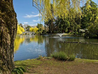 Bahar zamanı Victoria BC 'deki Beacon Hill Parkı