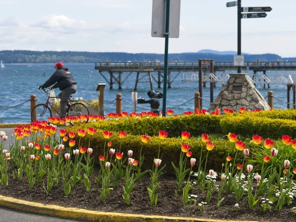 Látványos Tengerparti Séta Egyedül Partvonal Sidney Vancouver Island Tavasszal — Stock Fotó