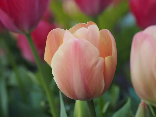 Gelbe Und Rosa Tulpen Blühen Frühling Auf Dem Beet — Stockfoto